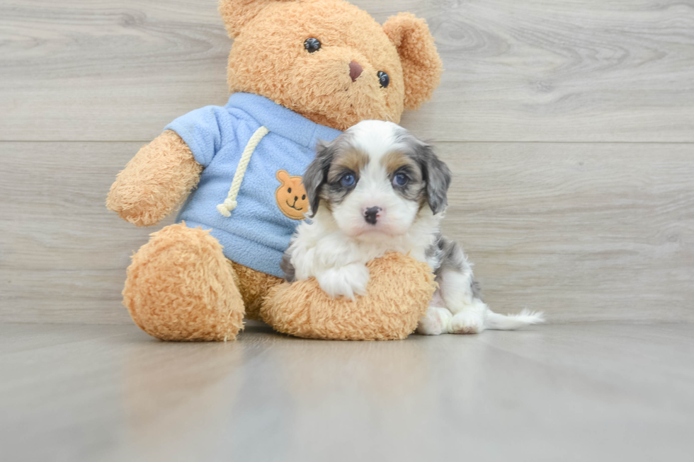 Little Cavipoo Poodle Mix Puppy