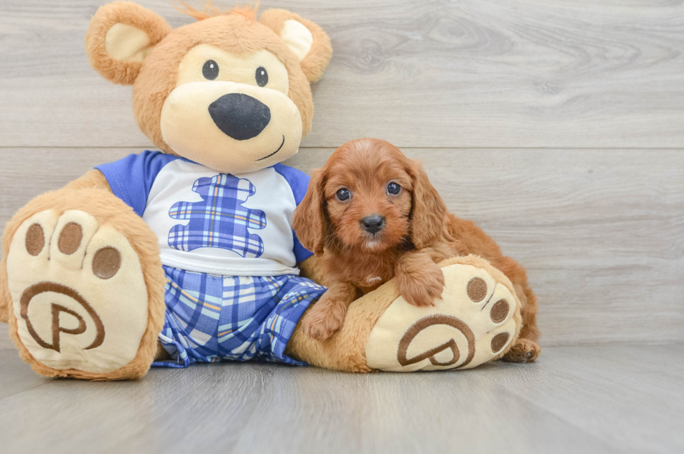 5 week old Cavapoo Puppy For Sale - Simply Southern Pups