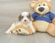8 week old Cavapoo Puppy For Sale - Simply Southern Pups