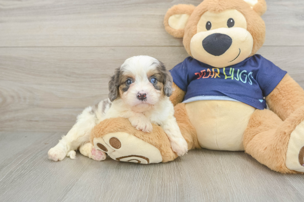 5 week old Cavapoo Puppy For Sale - Simply Southern Pups