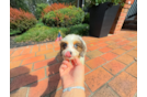Cavapoo Pup Being Cute
