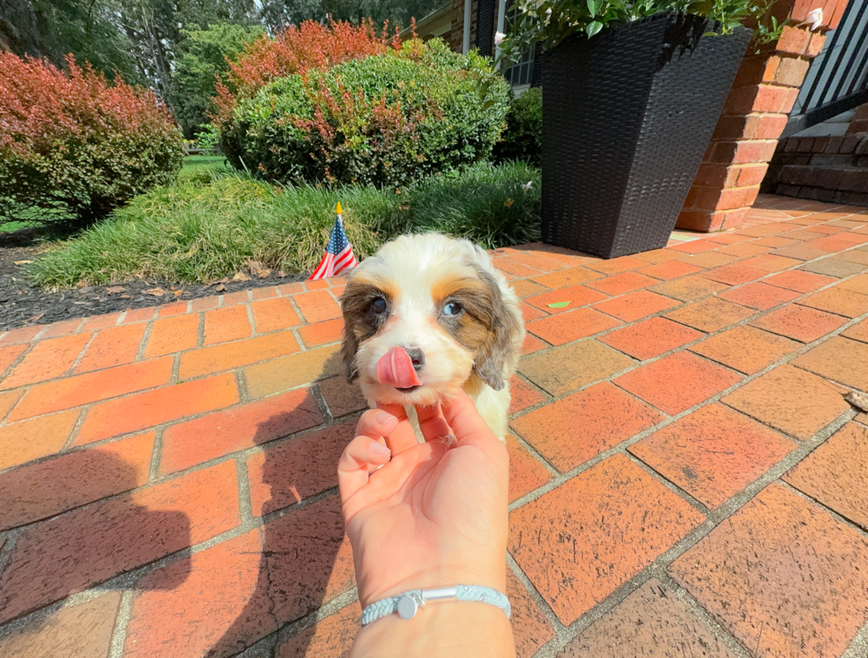 Cavapoo Pup Being Cute