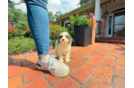 Cute Cavipoo Poodle Mix Puppy