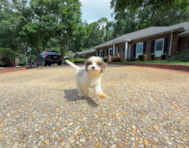 10 week old Cavapoo Puppy For Sale - Simply Southern Pups