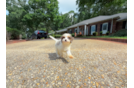 Best Cavapoo Baby