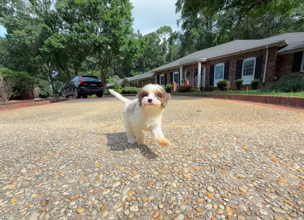 Best Cavapoo Baby