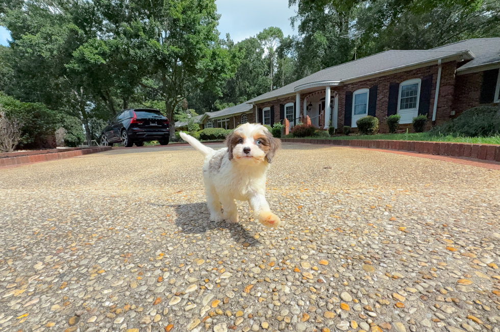 10 week old Cavapoo Puppy For Sale - Simply Southern Pups