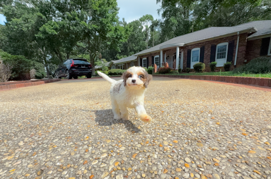 Best Cavapoo Baby