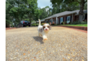 Best Cavapoo Baby