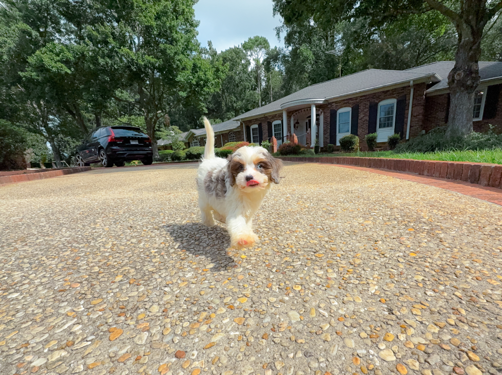 Best Cavapoo Baby