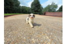Cute Cavapoo Baby