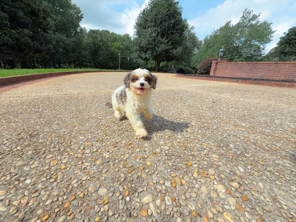 Cute Cavapoo Baby
