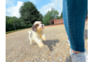 Cute Cavadoodle Poodle Mix Puppy