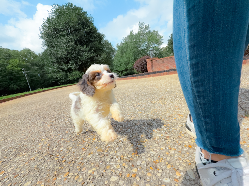 Cute Cavadoodle Poodle Mix Puppy