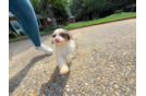 Cute Cavoodle Poodle Mix Puppy