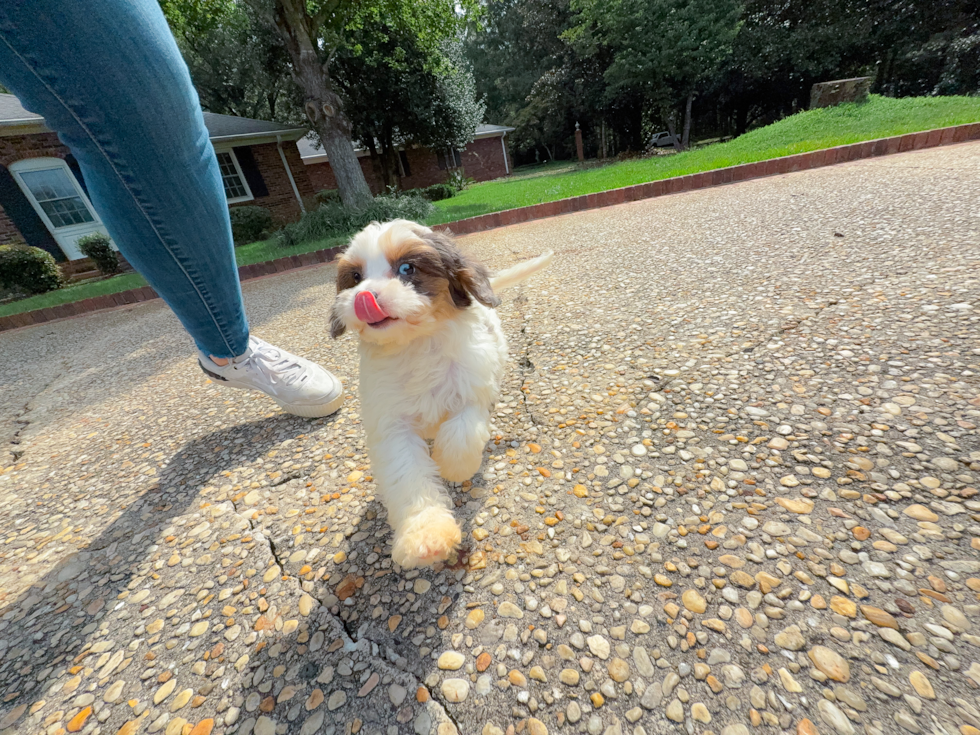 Cute Cavoodle Poodle Mix Puppy