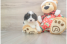 Cavapoo Puppy for Adoption