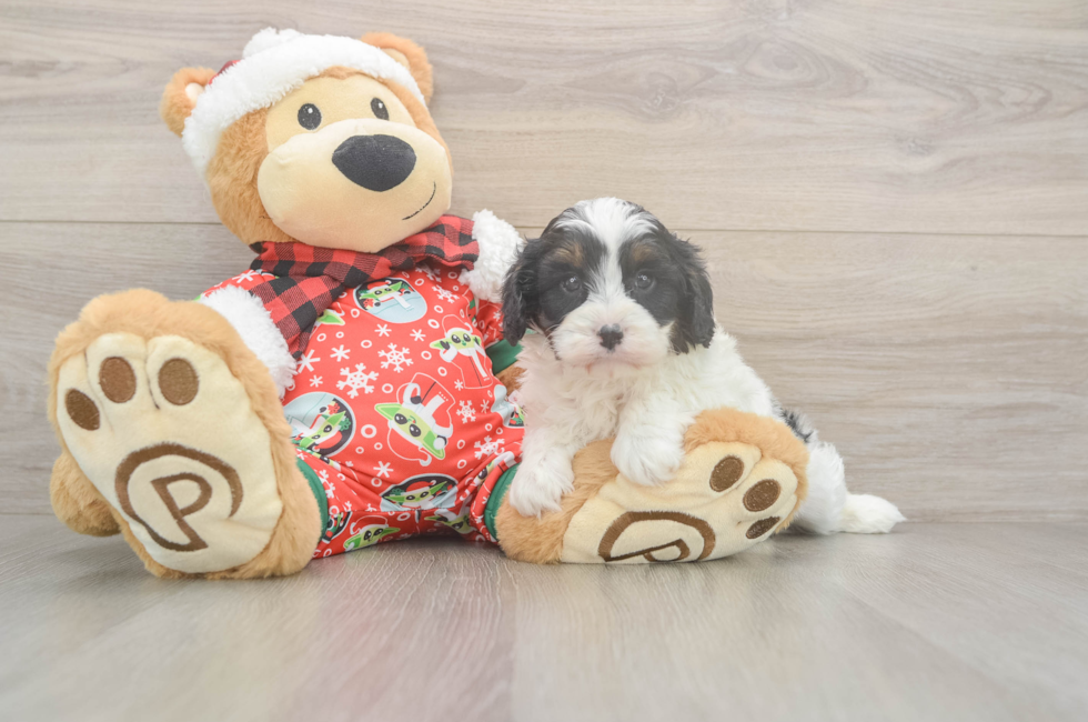 5 week old Cavapoo Puppy For Sale - Simply Southern Pups