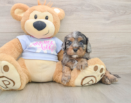 8 week old Cavapoo Puppy For Sale - Simply Southern Pups