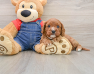8 week old Cavapoo Puppy For Sale - Simply Southern Pups