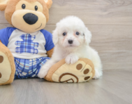 8 week old Cavapoo Puppy For Sale - Simply Southern Pups