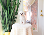 10 week old Cavapoo Puppy For Sale - Simply Southern Pups