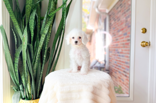 Cavapoo Pup Being Cute