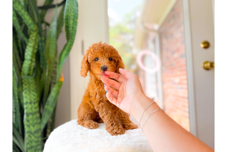 Cavapoo Pup Being Cute
