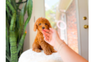 Cavapoo Pup Being Cute