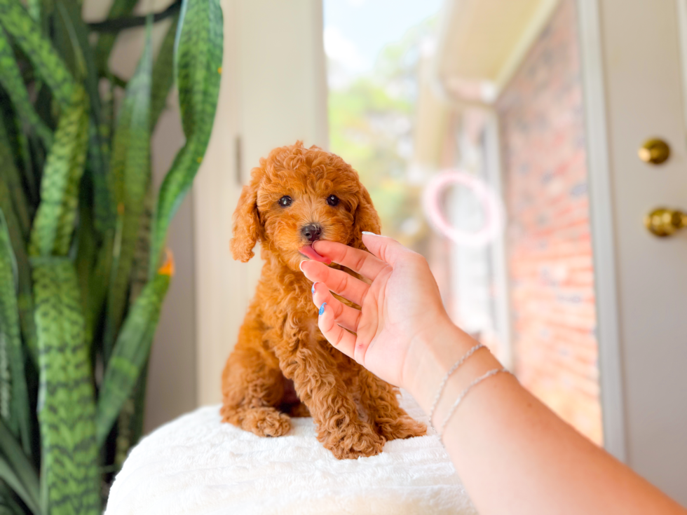 Cavapoo Pup Being Cute