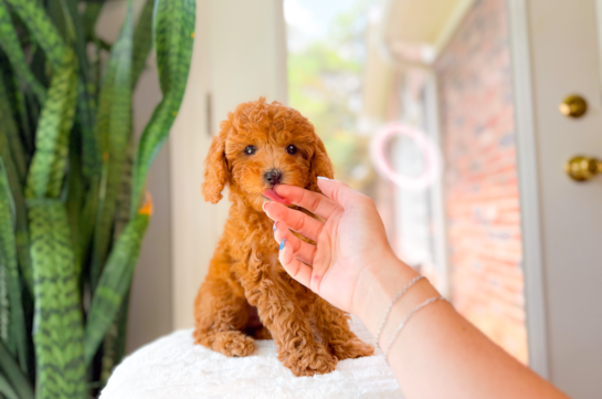 Cavapoo Pup Being Cute