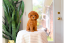 Cute Cavoodle Poodle Mix Puppy