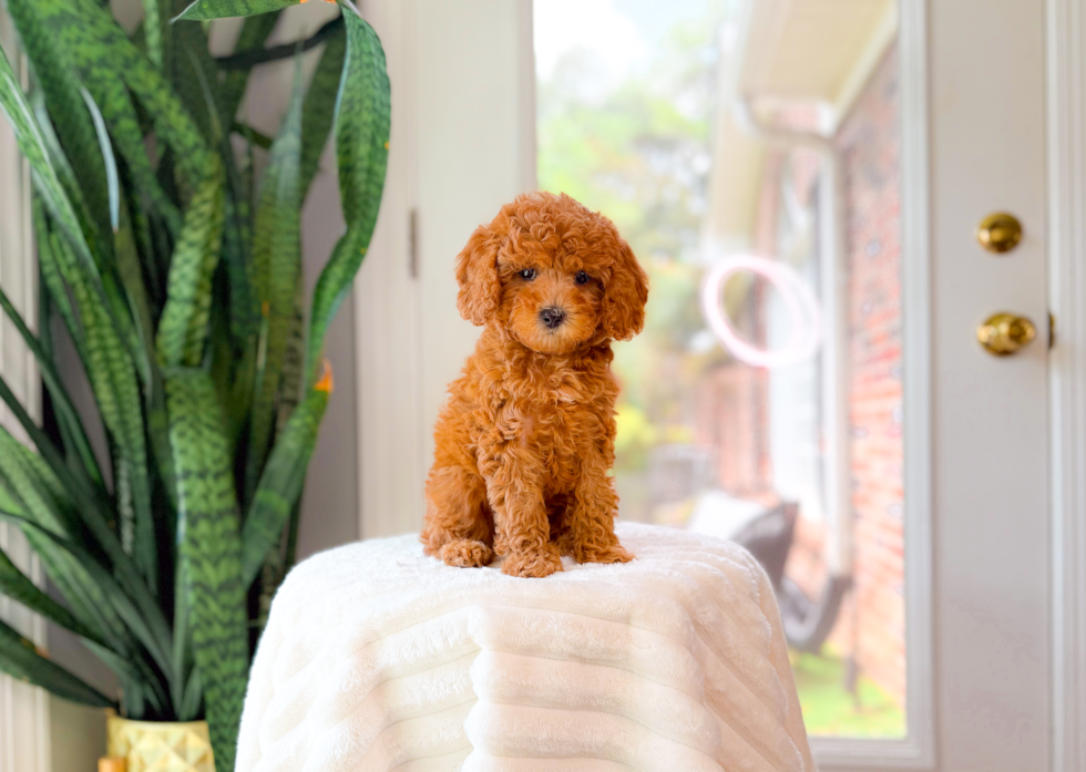 Cute Cavoodle Poodle Mix Puppy
