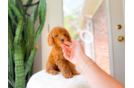 Cute Cavapoo Poodle Mix Pup