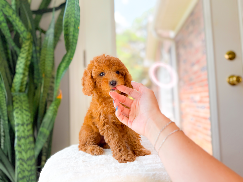 Cute Cavapoo Poodle Mix Pup