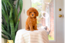 Cute Cavapoo Baby