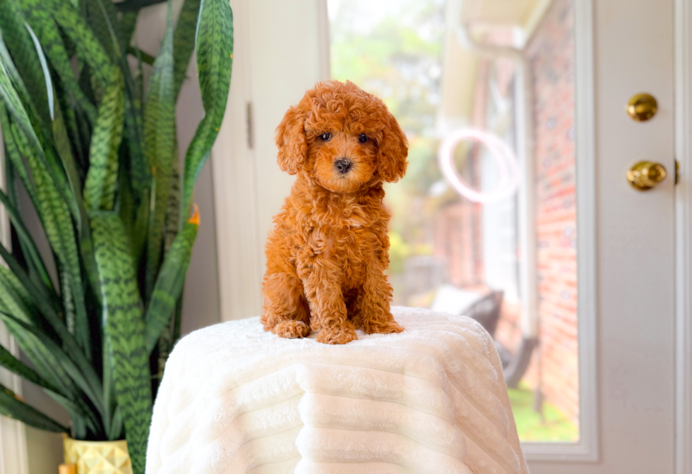 Cute Cavapoo Baby