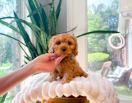 9 week old Cavapoo Puppy For Sale - Simply Southern Pups