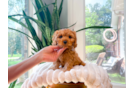 Cavapoo Pup Being Cute