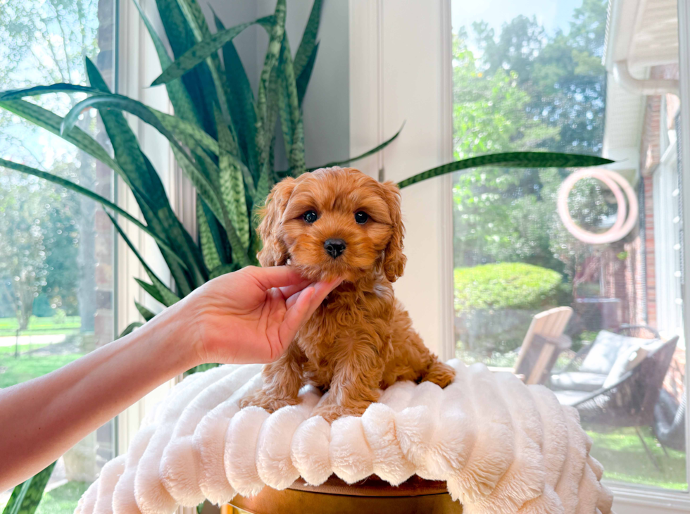 Cavapoo Pup Being Cute