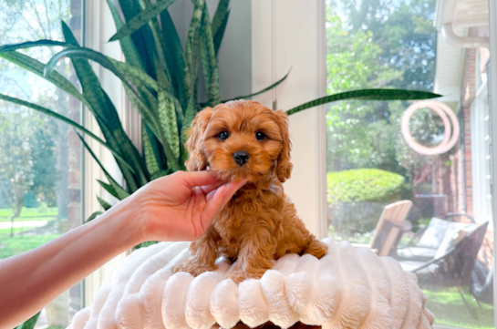 Cavapoo Pup Being Cute