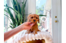 Cute Cavapoodle Poodle Mix Puppy
