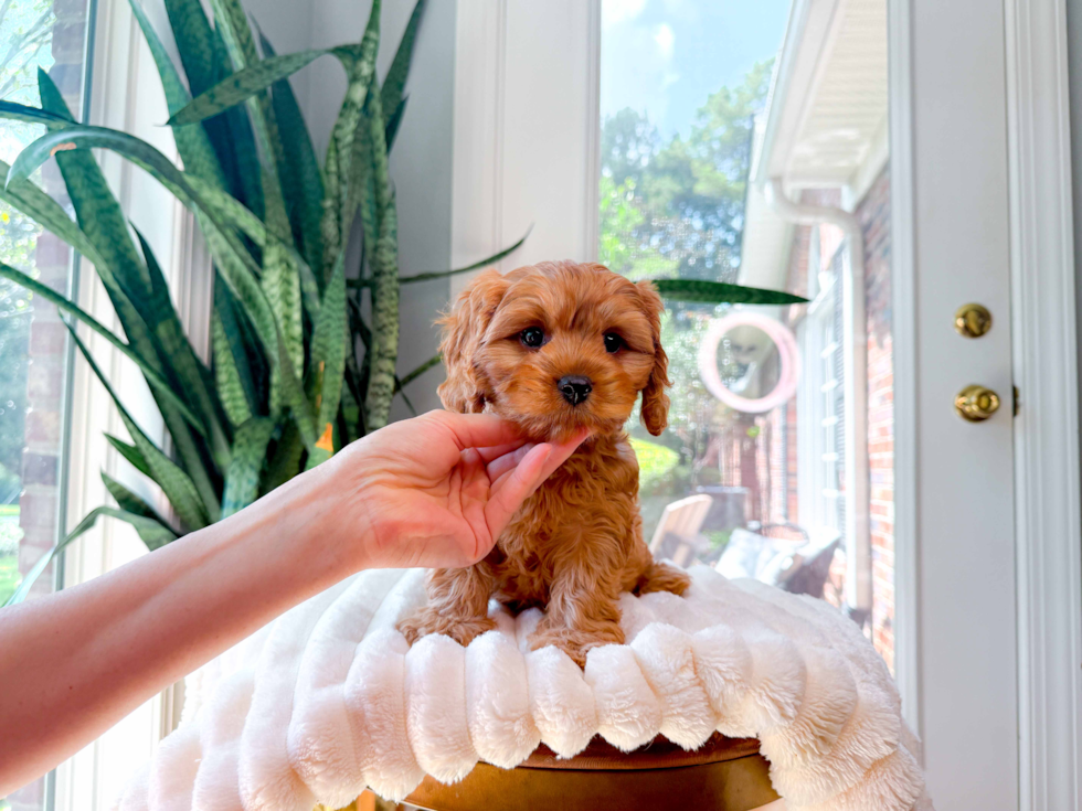 Cute Cavapoodle Poodle Mix Puppy