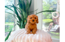 Best Cavapoo Baby