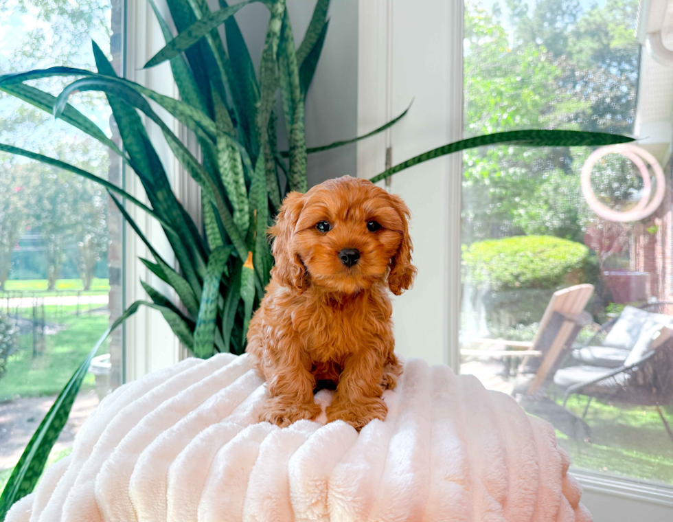 Best Cavapoo Baby