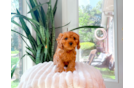 Cute Cavapoo Poodle Mix Pup