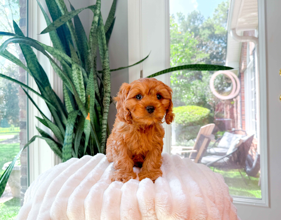 Cute Cavapoo Poodle Mix Pup