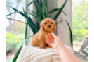Cute Cavapoo Baby