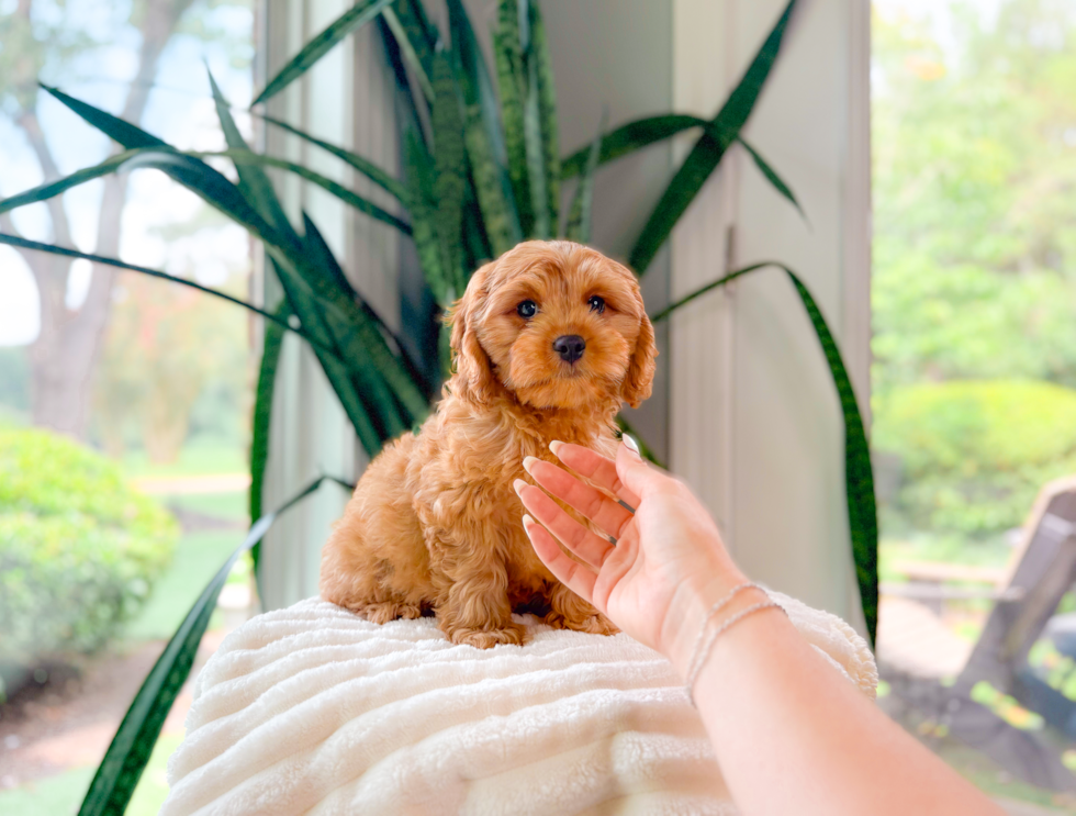 Cute Cavapoo Baby