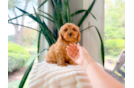 Cute Cavalier King Charles Spaniel and Poodle Mix Poodle Mix Puppy